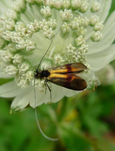 Réf. 236 448 : Nemophora sp.